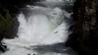 Steelhead jumping up waterfall at BZ Corner