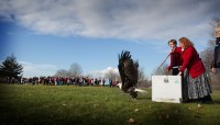 Eagle release in Longview, photo by Rick Rappaport.