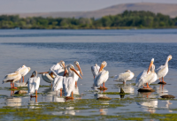 Pelicans at Hanford, photo by Liv Smith.