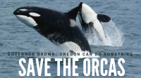 Save the Orcas, Gov Brown Can Do Something