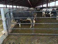 Lost Valley cows in manure, June 2017