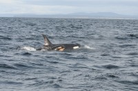 Orcas, photo by NOAA Fisheries West Coast.