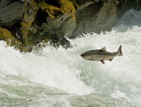 Salmon leaping over Lyle Falls, photo by Peter Marbach