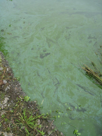 Harmful algae blooms, photo credit oregon.gov