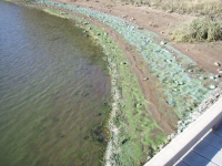 Harmful Algal Blooms FAQs (photo by oregon.gov)