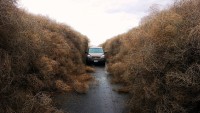 Giant tumble weeds surrounding car 