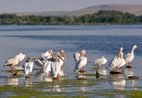 Image of pelicans standing in shallow water