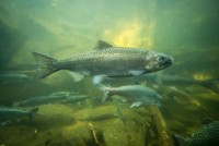 Chinook salmon underwater