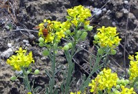 Image of the endangered White Bluffs Bladderpod Flower, a cluster of yellow flowers and a flying bug resting on the flowers.