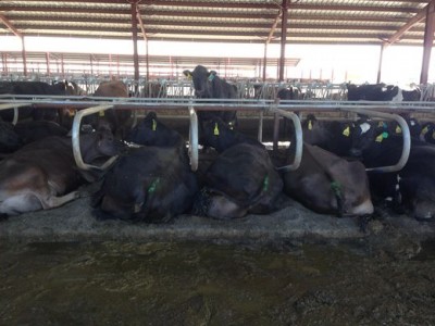 Cows rest in manure at Lost Valley Farm. (Photo by Brian Posewitz).