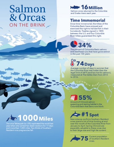 salmon and orca infographic