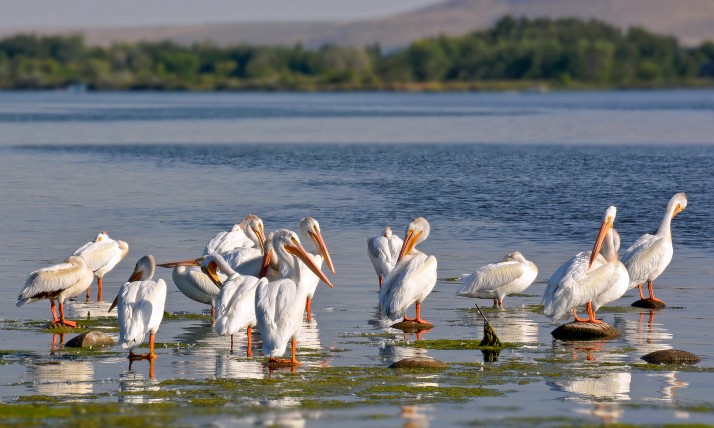 Pelicans in the Columbia River near Pasco, WA, photo by Liv Smith