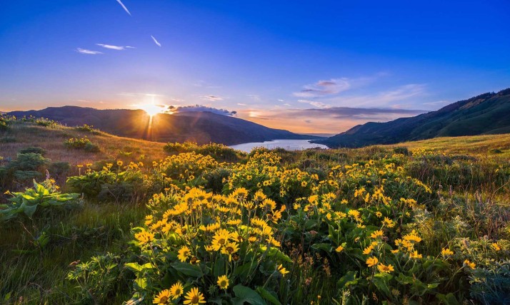 Sunny summer flowers in Columbia Gorge, mountains in the background