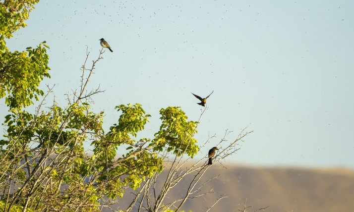 Focus is on three birds flying around and landing on a tree, in the foreground are muted brown mountains. Sky color is muted dusky blue.