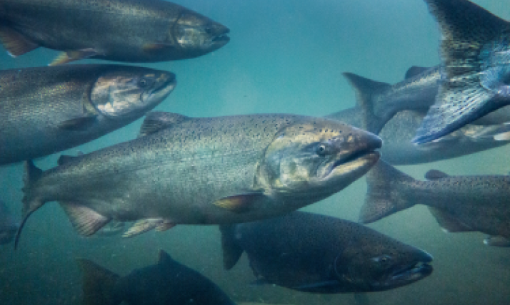 salmon in water, one fish is in the center and appears to be looking at the camera. The water surrounding is a light blue, beyond the salmon in the center focus there are more fish poking in and out of the photo frame.