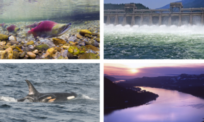 Left to right: Sockeye salmon by Russ Ricketts (vimeo.com/riversnorkel); Bonneville Dam by Brett VandenHeuvel, orcas by NOAA Fisheries West Coast, Gorge sunset by Nicole Mark (nicolemarkphotography.com).