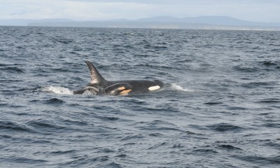 Orcas, photo by NOAA Fisheries West Coast.