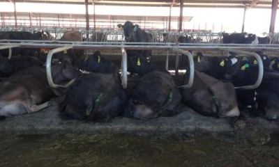 Cows rest in manure at Lost Valley Farm, Brian Posewitz