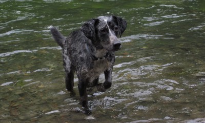 Sula is a 9-year-old Lab Aussie mix. She loves the Hood River right where it meets the Columbia.