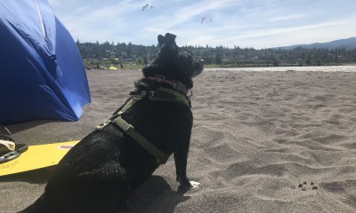 Choco, 5, mutt, loves The Spit, in Hood River.