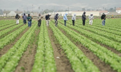 Agricultural Workers