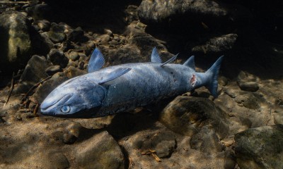 Dead sockeye salmon upside down, July 16, 2021, Little While Salmon, photo by Conrad Gowell