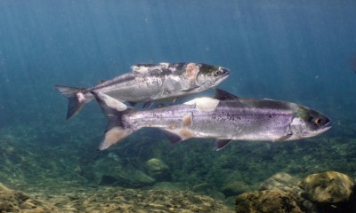 Sockeye salmon with lesions, image by Conrad Gowell, Little White Salmon River, July 2021