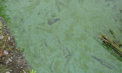 Harmful algae blooms, photo credit oregon.gov