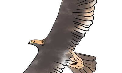 Golden Eagle, by Carmen Selam
