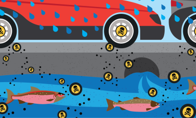 Graphic of cars with skull and cross bones, coho salmon stormwater drains, and rain.