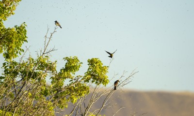 Focus is on three birds flying around and landing on a tree, in the foreground are muted brown mountains. Sky color is muted dusky blue.