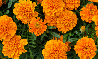 marigolds 