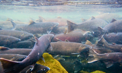 salmon crowded together underwater, rocks below them. The water is clear and the salmon are a dark reddish brown color. The rocks are somewhat yellow green like algae.