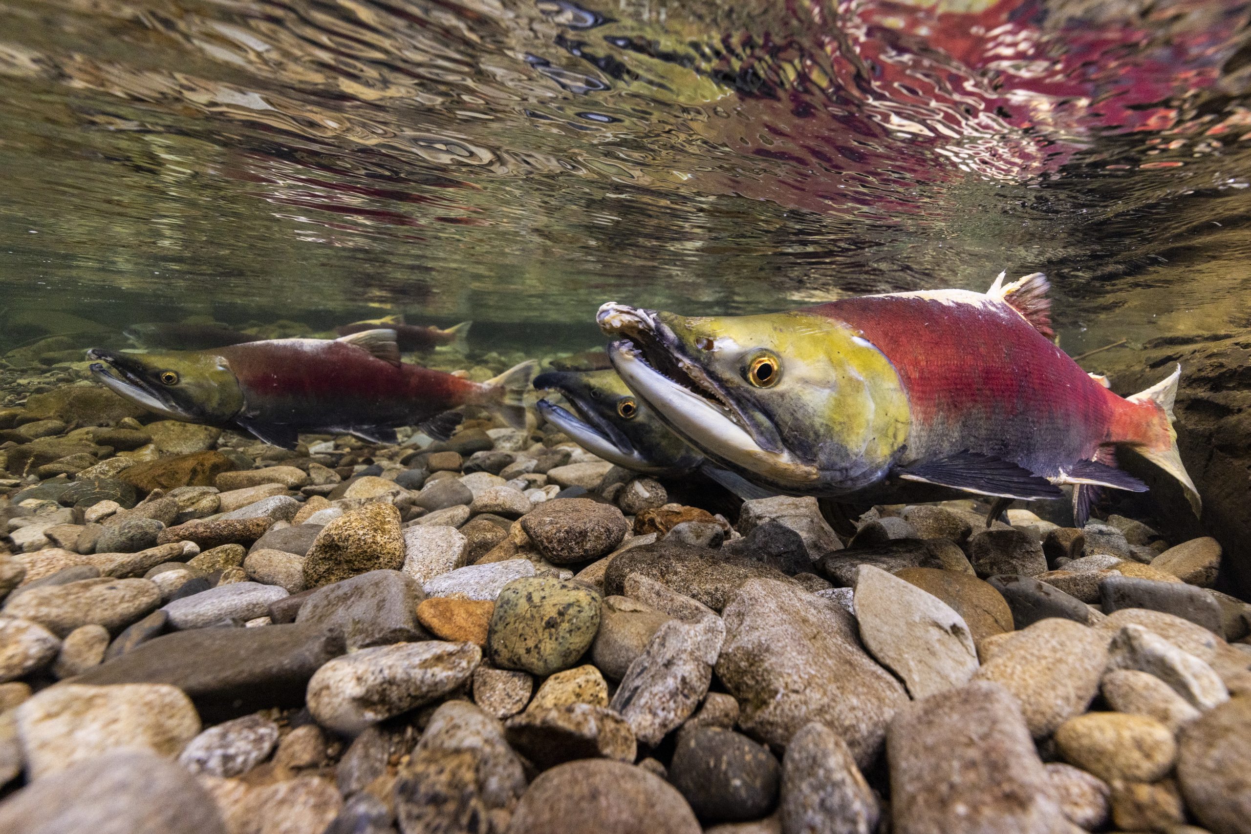 Sockeye Salmon making their way up the Cle Elum River in the Washington Cascades. This run of sockeye was destroyed by irrigation projects but was recently restored by the work of the Yakama Nation in this part of their tradititional territory.